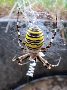 20140824Argiope_bruennichi1 photo