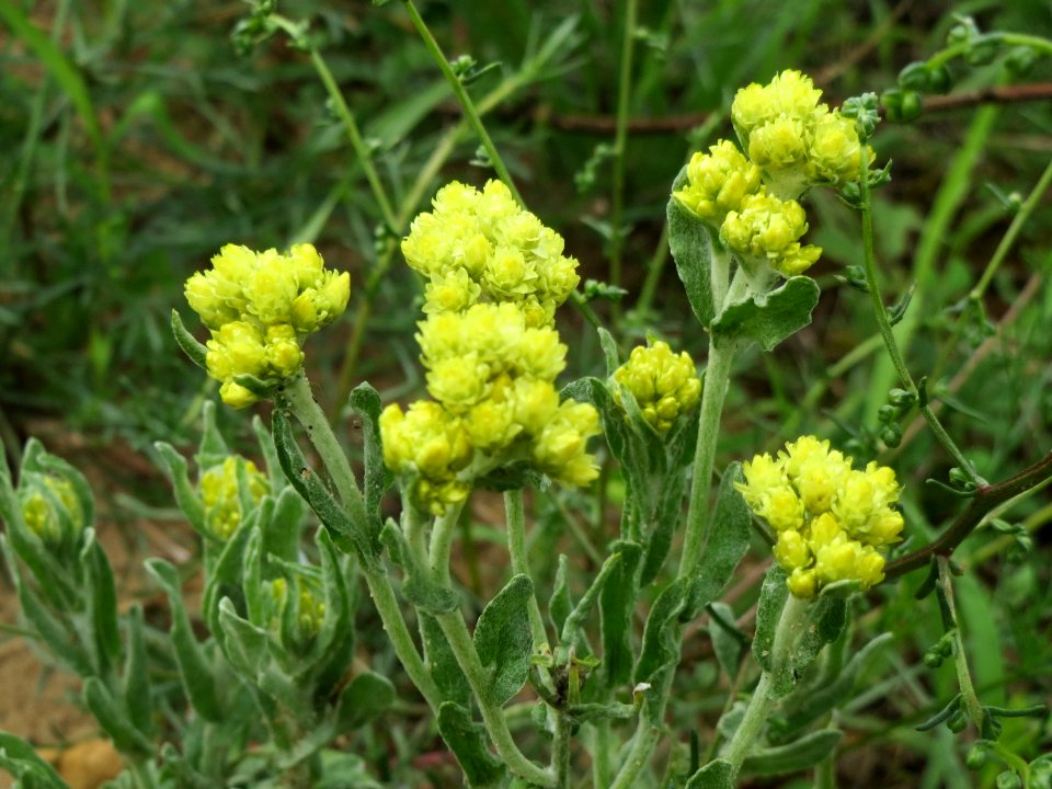 20140803Helichrysum_arenarium4
