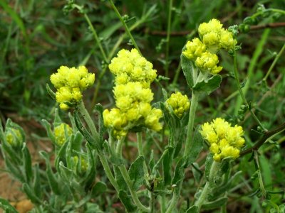 20140803Helichrysum_arenarium4