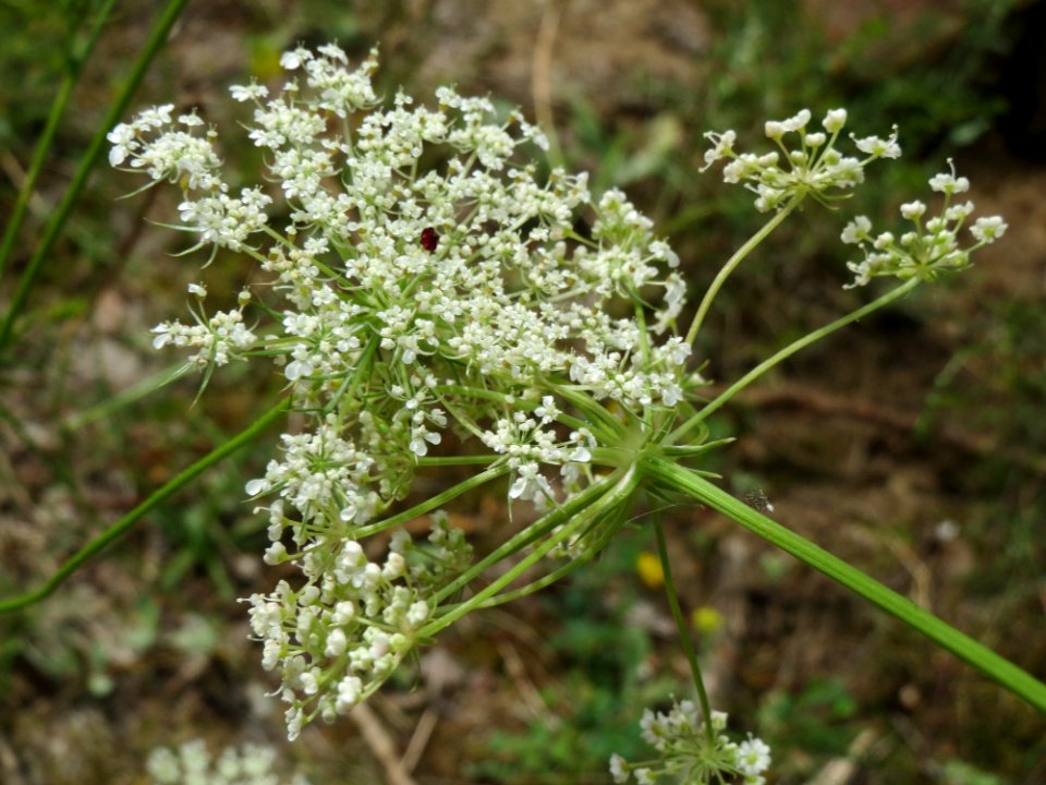 20140803Peucedanum_oreoselinum2