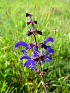 20140827Salvia_pratensis2