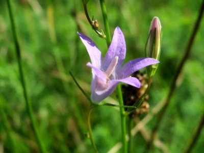 20140811Campanula_rapunculus1