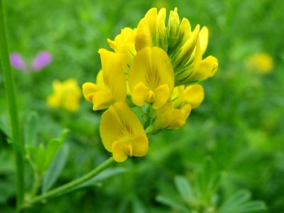 20140803Medicago_sativa_ssp_falcata1