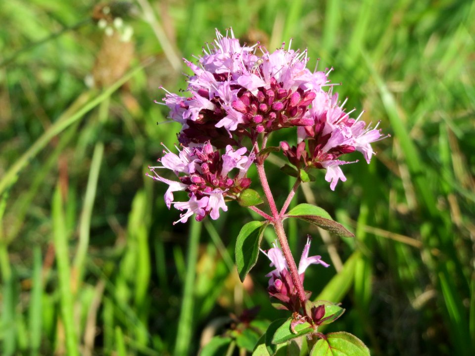 20140827Origanum_vulgare6