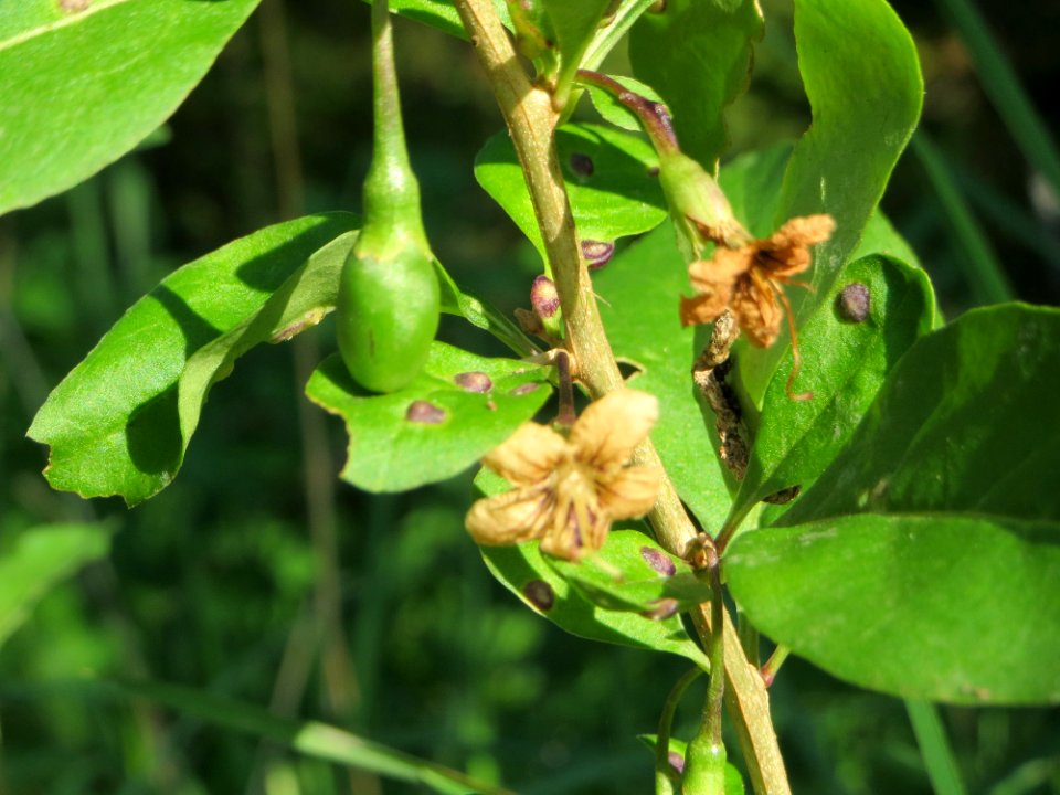 20140926Lycium_barbarum2