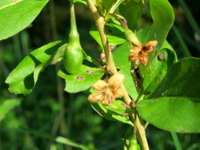 20140926Lycium_barbarum2