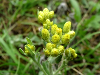 20140803Helichrysum_arenarium2