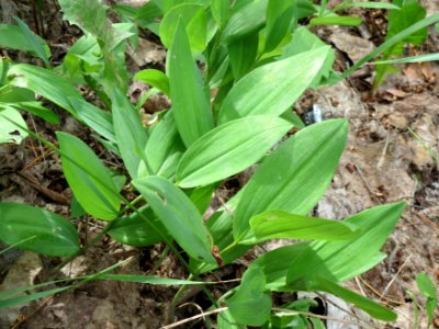 20140803Polygonatum_odoratum1