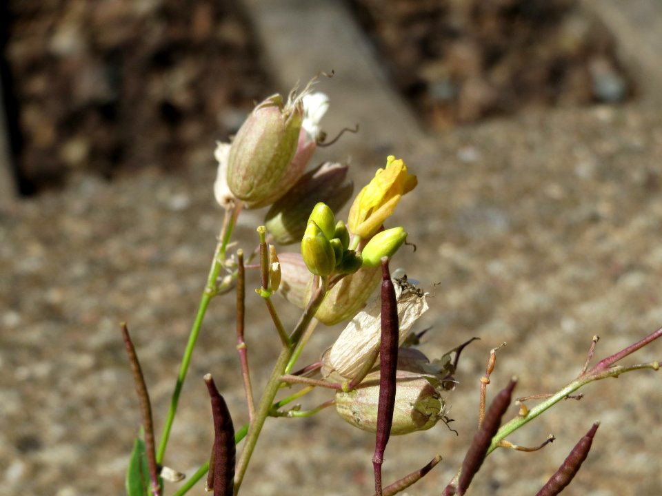 20140828Silene_vulgaris1