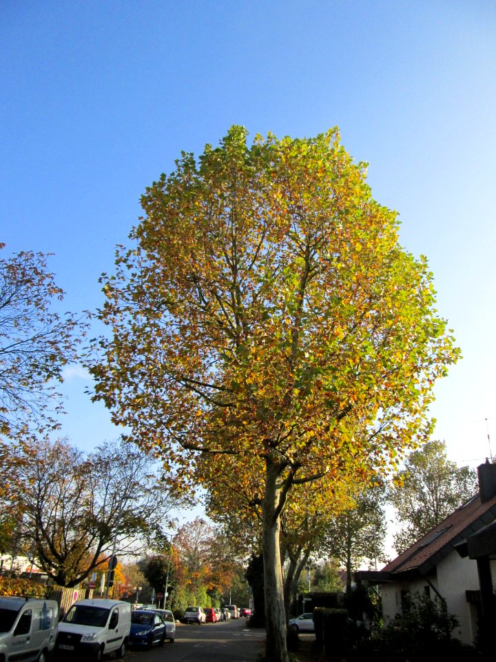 20141101Platanus_×_hispanica1
