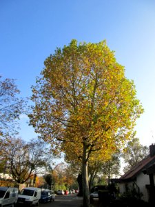 20141101Platanus_×_hispanica1