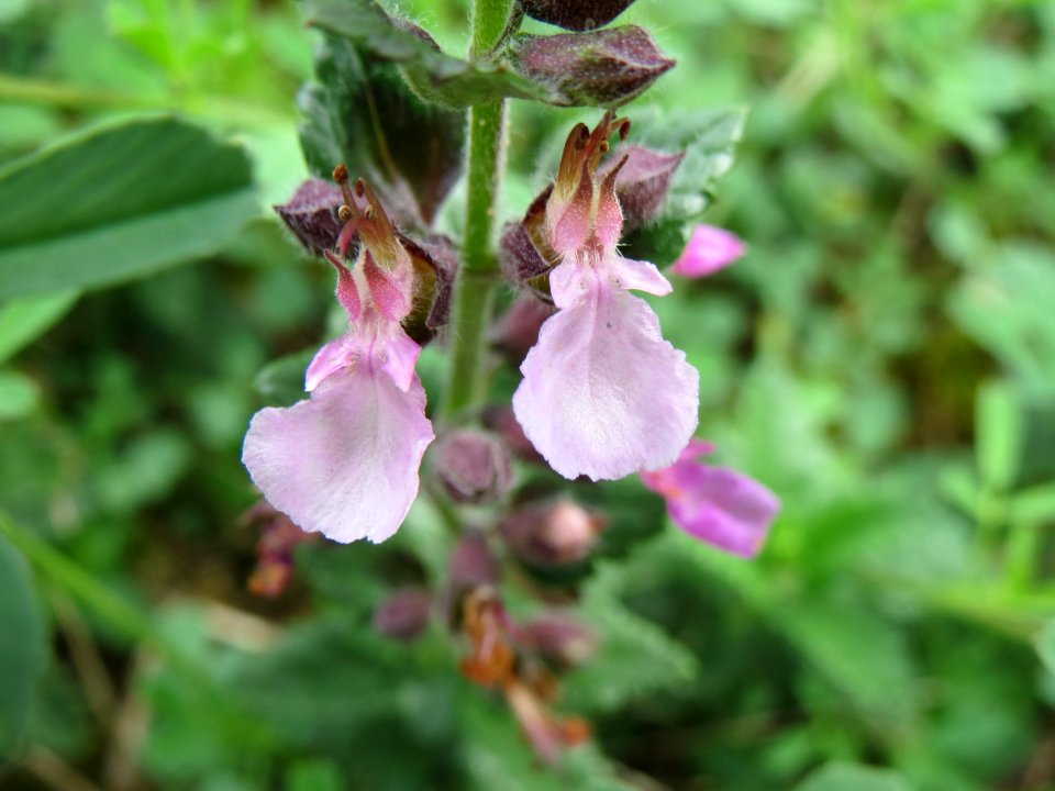 20140803Teucrium_chamaedrys2