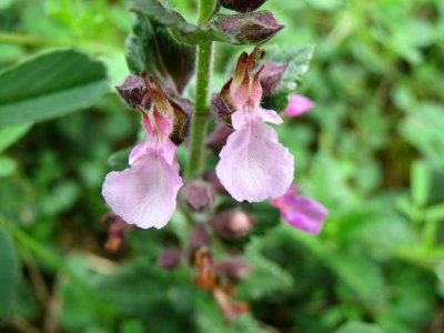 20140803Teucrium_chamaedrys2