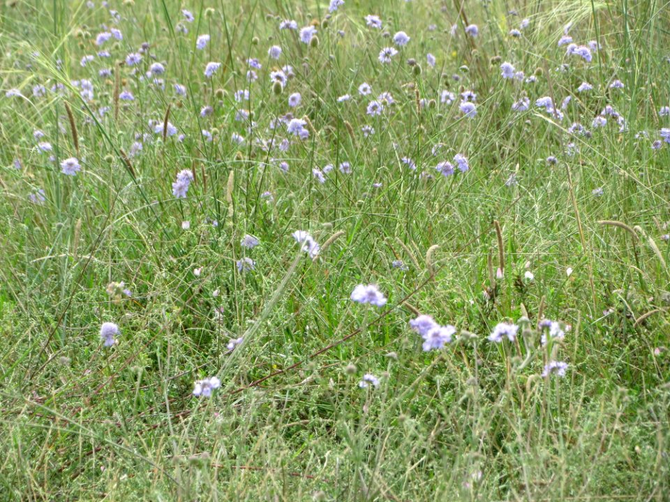 20140803Scabiosa_canescens1
