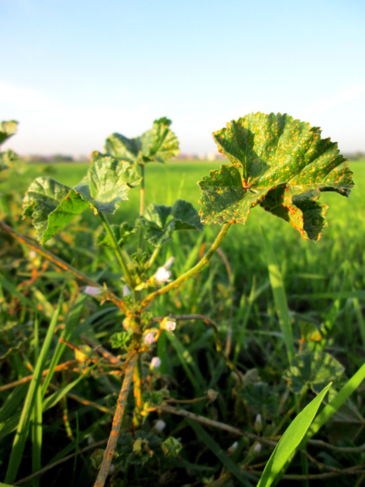 20141101Malva_neglecta2