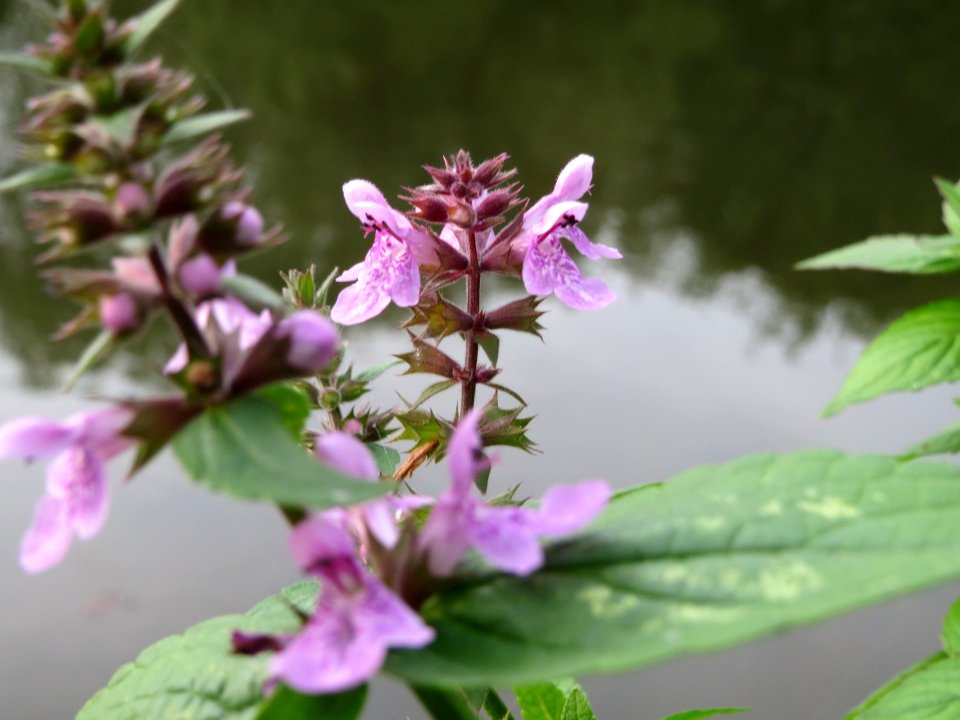 20140829Stachys_palustris1