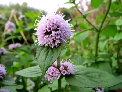 20140829Mentha_aquatica5