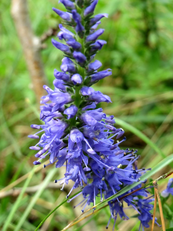 20140803Veronica_spicata2