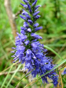 20140803Veronica_spicata2