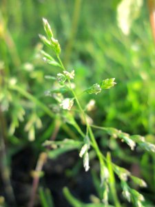 20141101Poa_annua3
