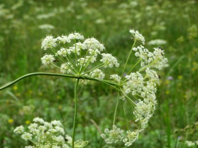 20140803Peucedanum_oreoselinum5