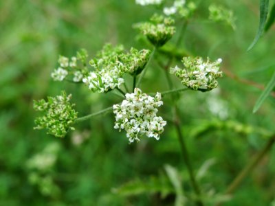 20140803Torilis_japonica3