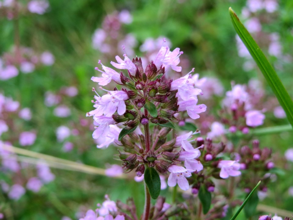 20140810Thymus_serpyllum3