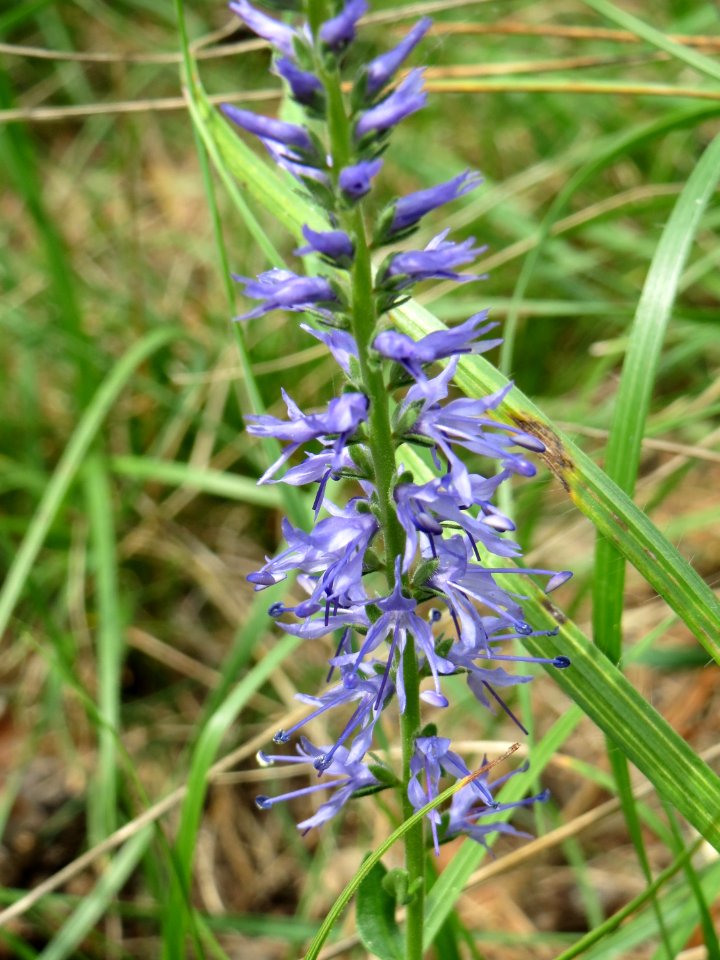 20140803Veronica_spicata4