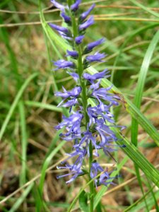 20140803Veronica_spicata4