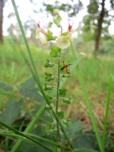 20140810Teucrium_scorodonia