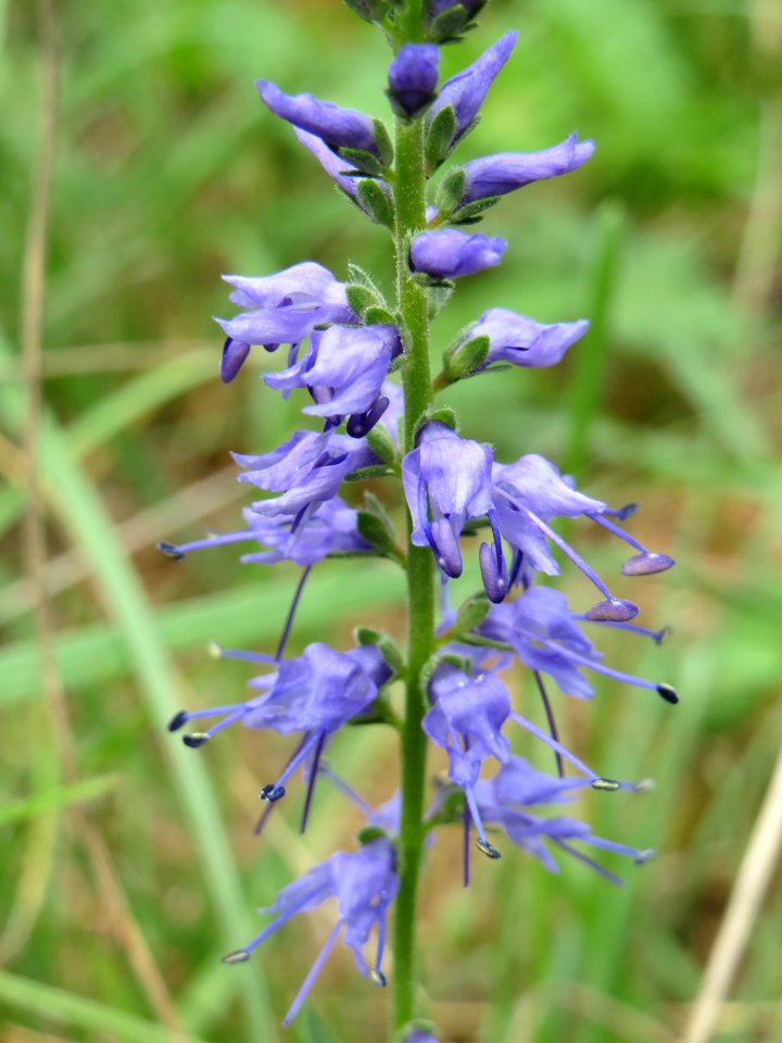 20140803Veronica_spicata1