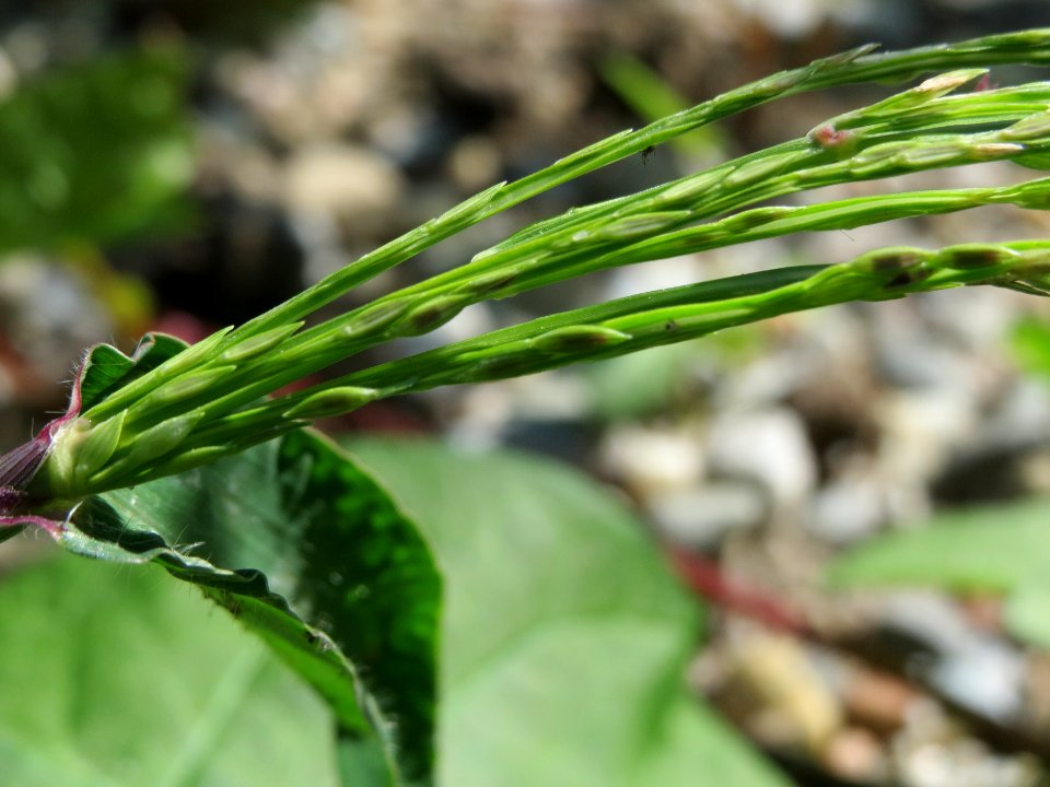 20140824Digitaria_sanguinalis2