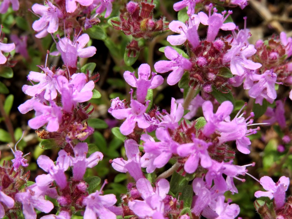 20140803Thymus_serpyllum3