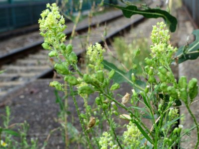 20140810Reseda_lutea4