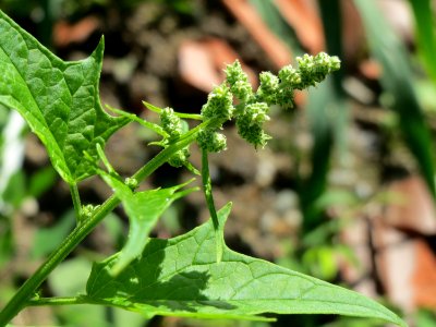 20140824Chenopodiastrum_hybridum3