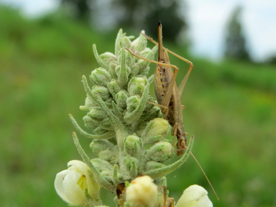 20140810Verbascum_lychnitis1