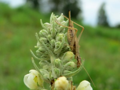 20140810Verbascum_lychnitis1