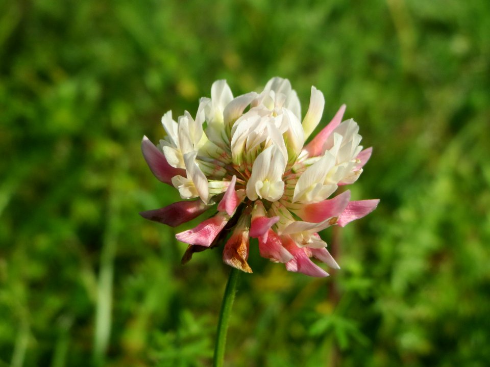 20140906Trifolium_hybridum1