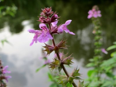 20140829Stachys_palustris4