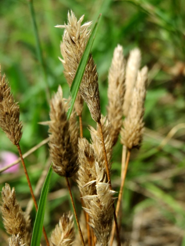 20140803Phleum_arenarium2