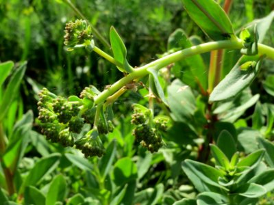 20140811Hylotelephium_telephium08