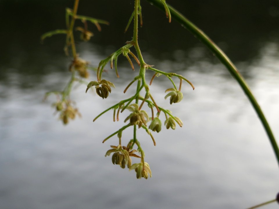20140829Humulus_lupulus1
