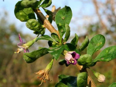 20140907Lycium_barbarum2