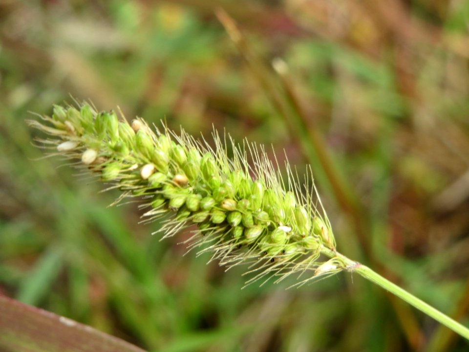 20140919Setaria_viridis4