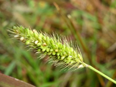 20140919Setaria_viridis4