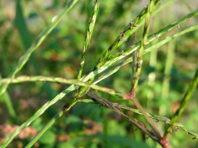 20140905Digitaria_sanguinalis4