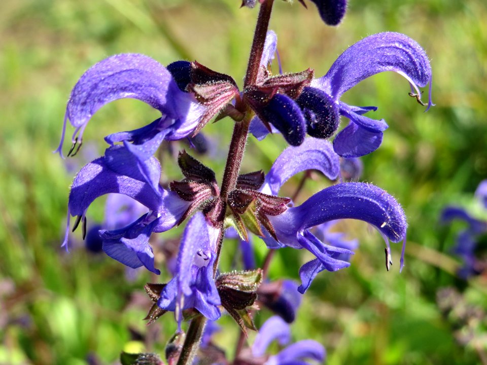 20140827Salvia_pratensis3