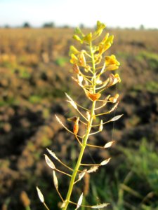 20141101Capsella_bursa-pastoris4