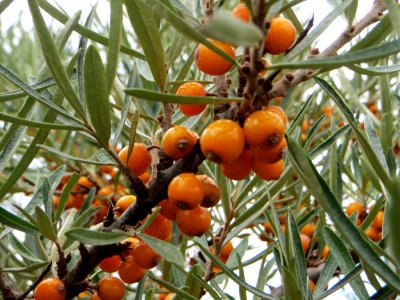 20140728Hippophae_rhamnoides1