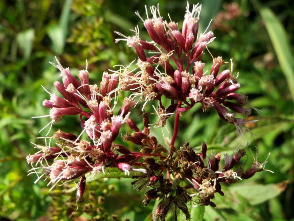 20140907Eupatorium_cannabinum